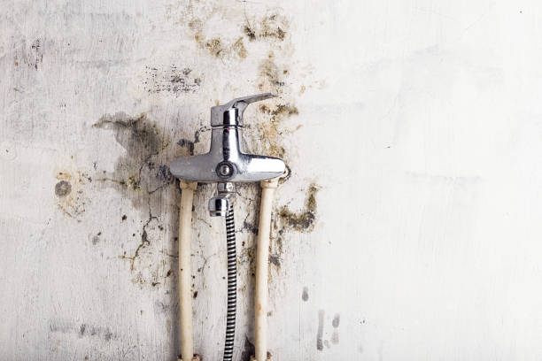 Best Mold Testing  in Pittsville, MD