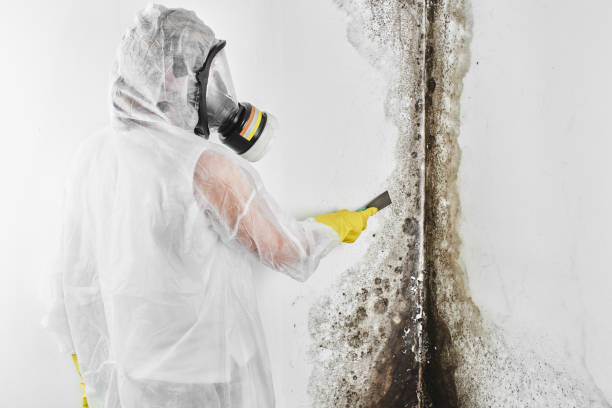 Best Fast Mold Removal  in Pittsville, MD