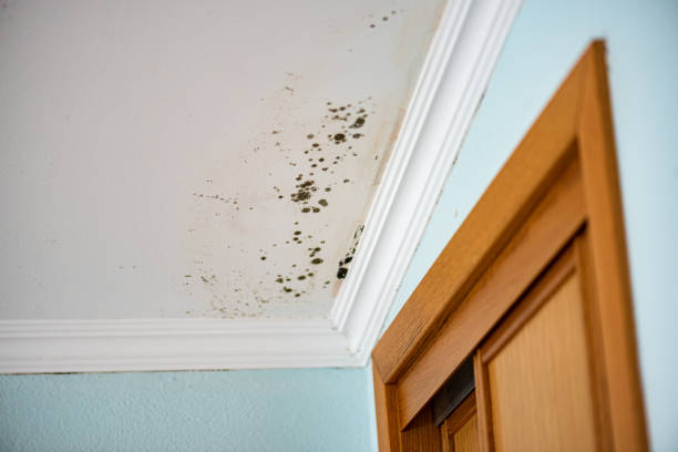 Mold Removal and Inspection in Pittsville, MD