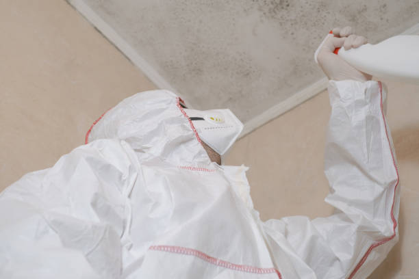 Best Local Mold Removal Service  in Pittsville, MD
