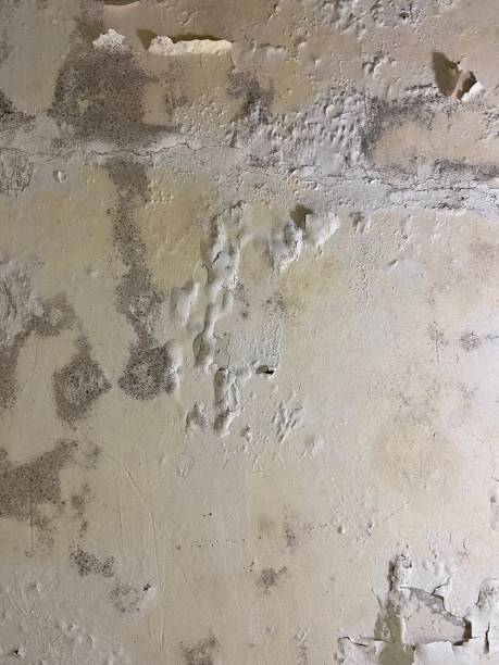 Reliable Pittsville, MD Mold Removal Solutions