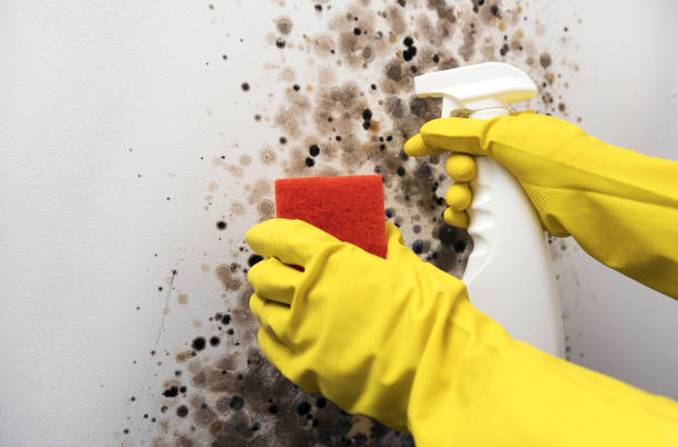 Best Commercial Mold Removal  in Pittsville, MD