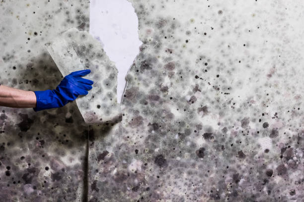 Best Mold Damage Repair  in Pittsville, MD