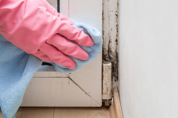 Best Home Mold Removal  in Pittsville, MD