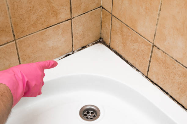 Best Professional Mold Removal  in Pittsville, MD