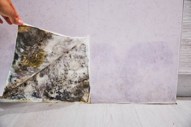 Best Mold Removal and Inspection  in Pittsville, MD